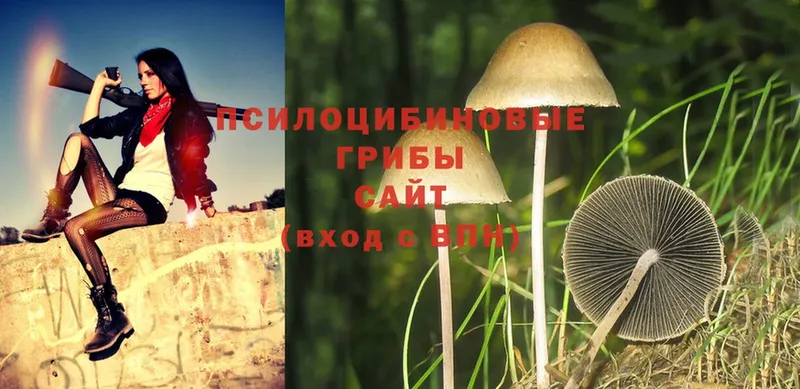 Галлюциногенные грибы Psilocybine cubensis  где купить   Нерчинск 